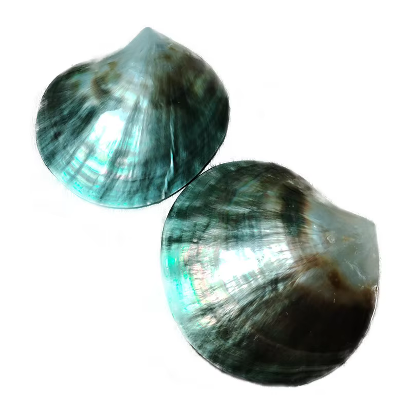 Coquilles de nacre noires polies Pinctada Margarilifera, coquille de mer, bijoux créatifs faits à la
