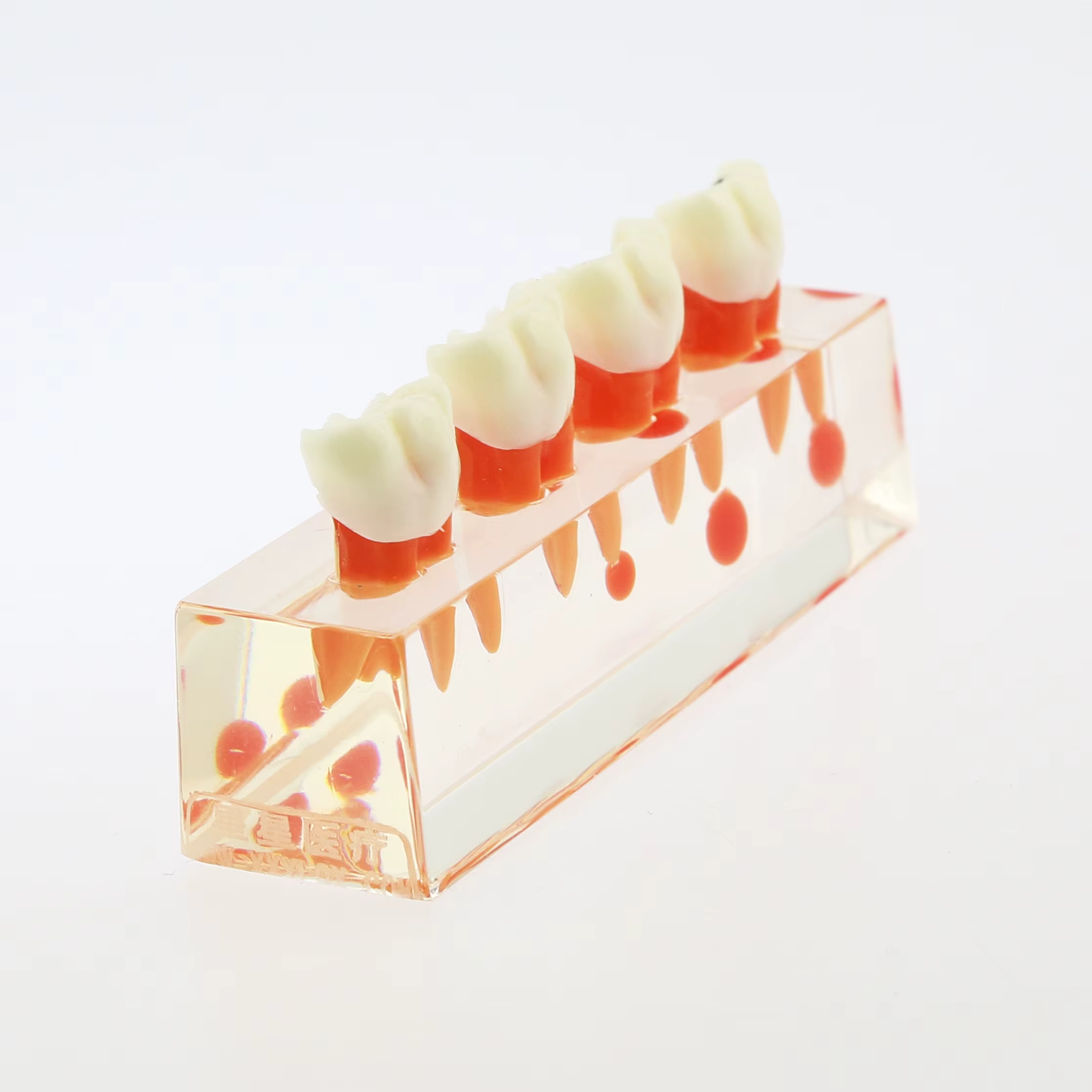 Modèle de dents dentaires transparentes, traitement endodontique en 4 étapes, modèle de démonstration pour l'étude, la décoration de clinique Fuchsia