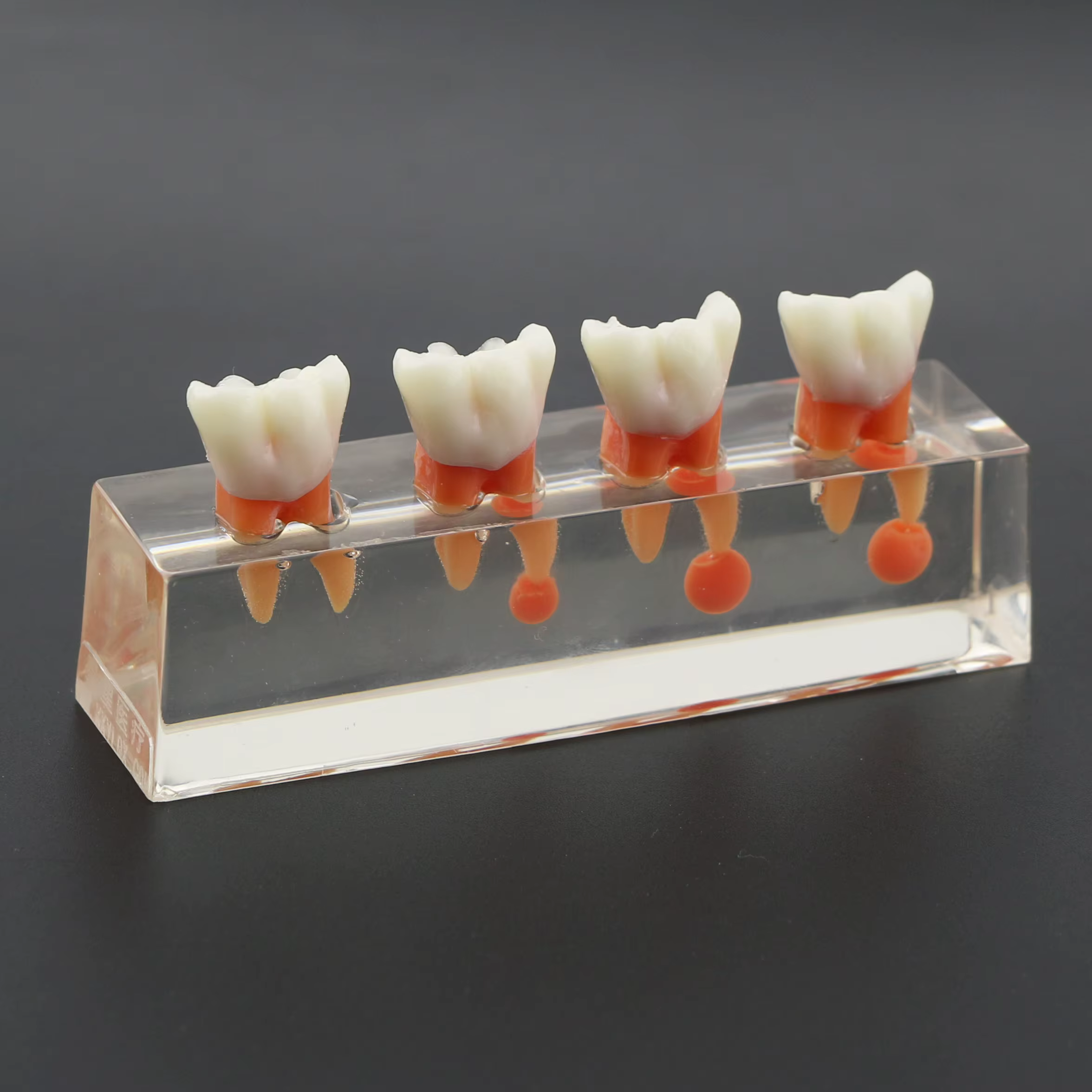 Modèle de dents dentaires transparentes, traitement endodontique en 4 étapes, modèle de démonstration pour l'étude, la décoration de clinique Fuchsia