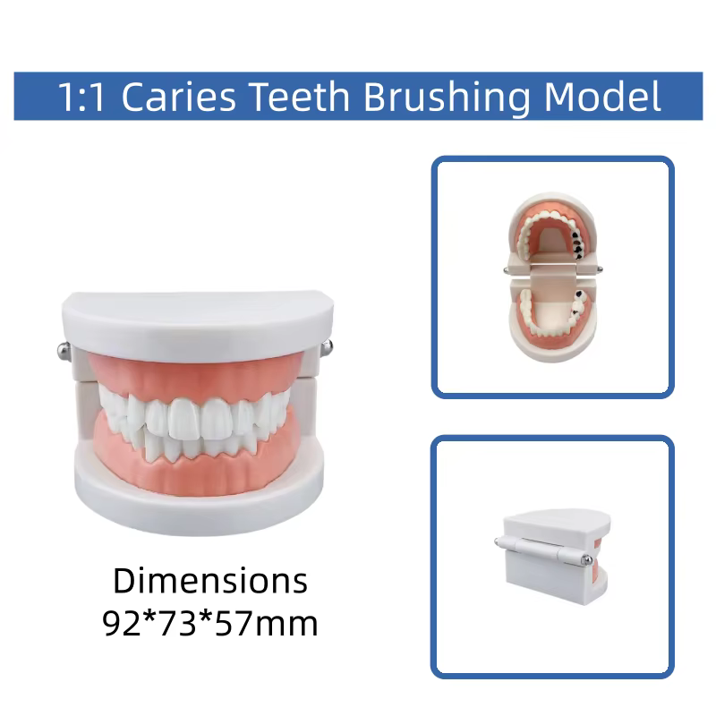Modèle de démonstration pédagogique pour l'hygiène bucco-dentaire et l'étude des soins dentaires, destiné à l'éducation à la brossage des dents