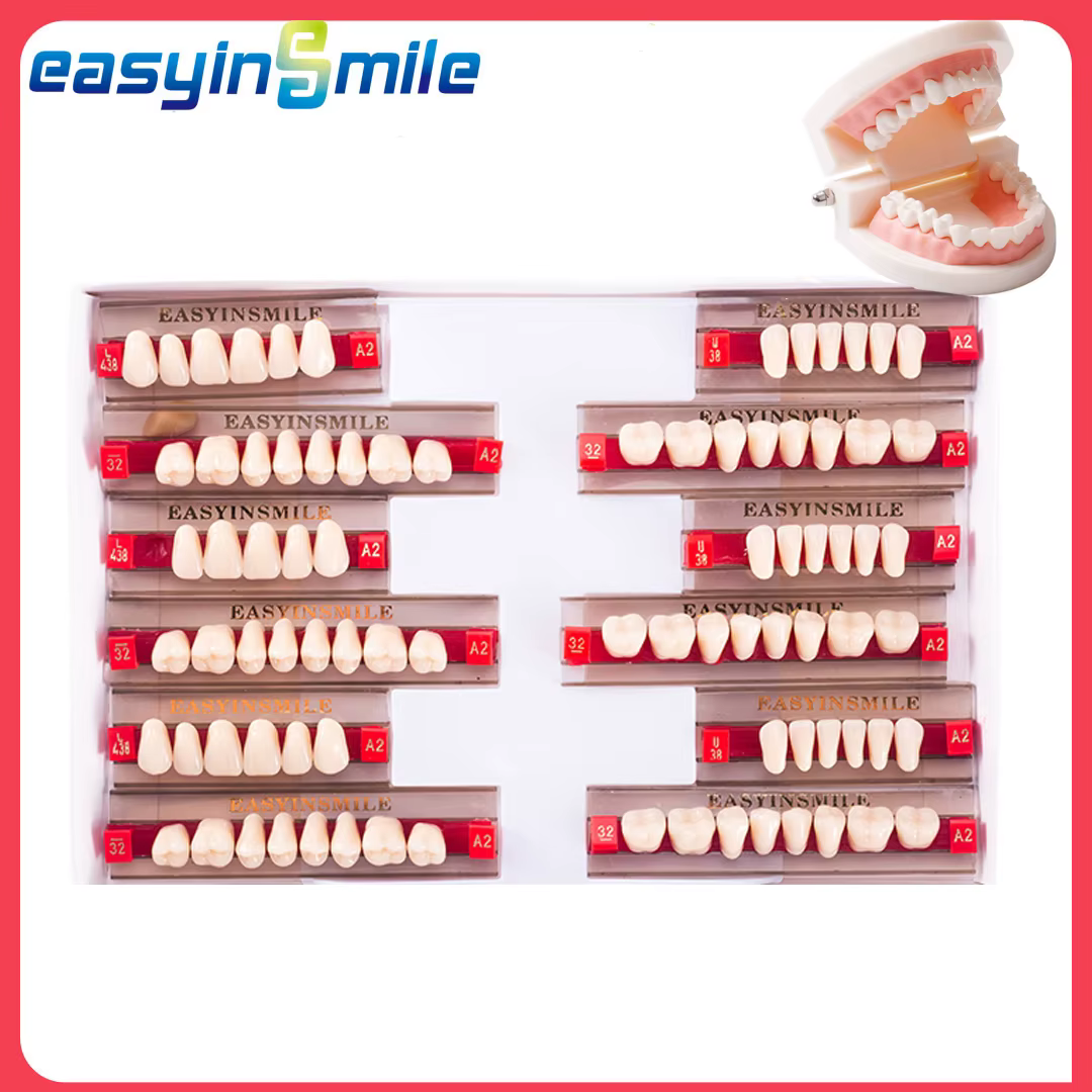 16/12 ensembles/boîte dents dentaires antérieures postérieures polymère prothèse acrylique dent A2 A3 2 couches matériaux de dentisterie modèle éducatif