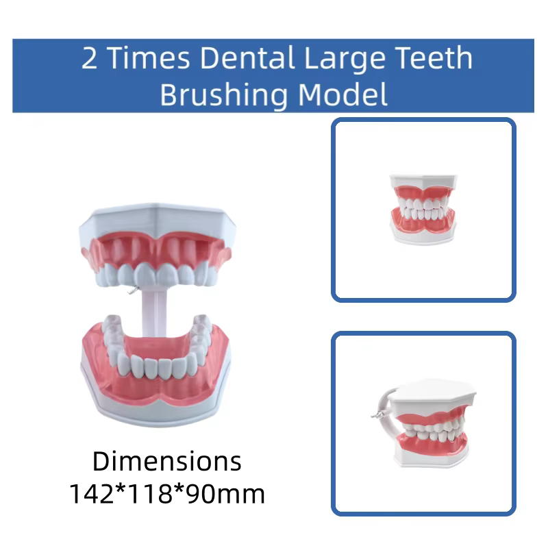 Modèle de démonstration pédagogique pour l'hygiène bucco-dentaire et l'étude des soins dentaires, destiné à l'éducation à la brossage des dents