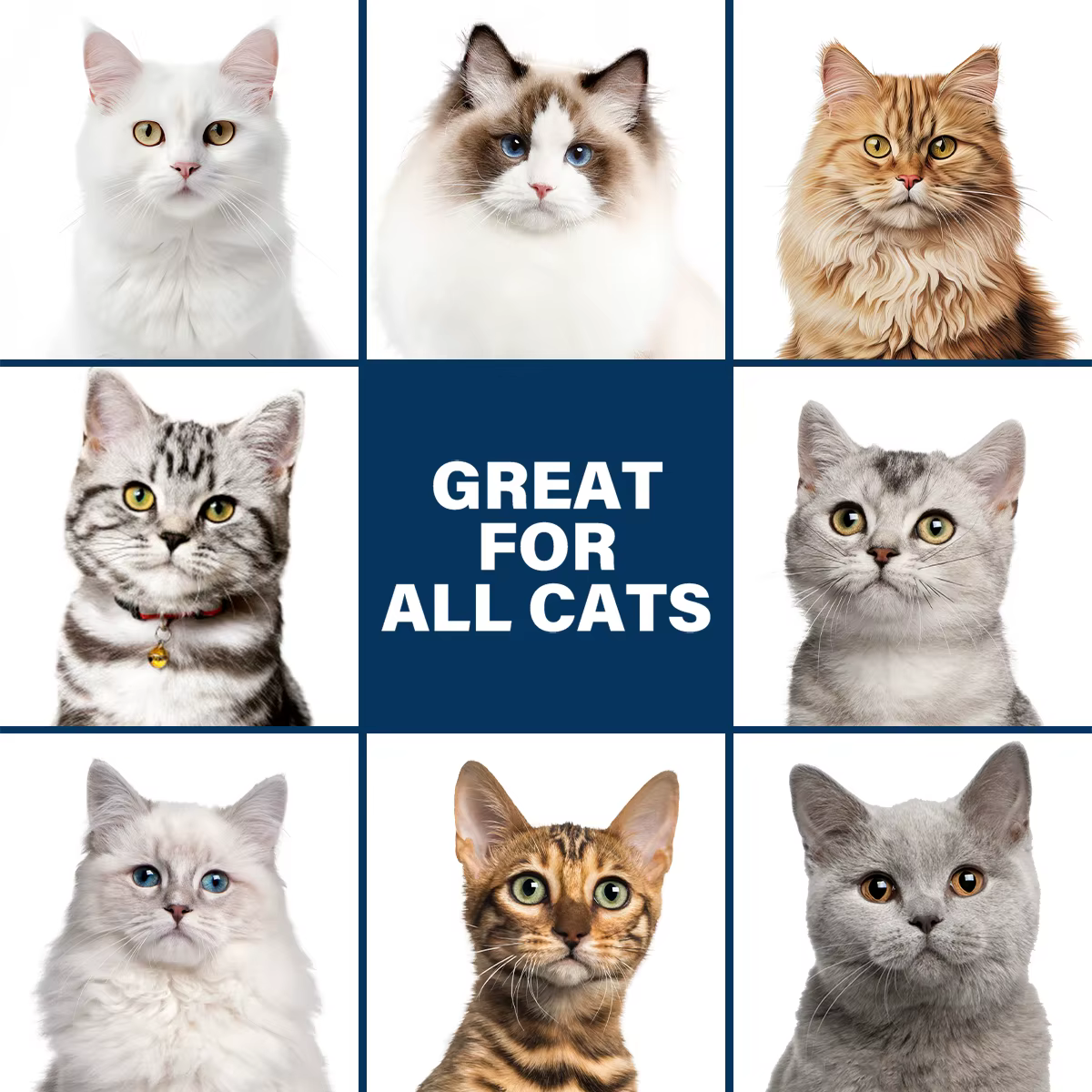 Shampoing doux pour chat – Non irritant, doux pour la peau, désodorisant hydratant, nourrissant et adoucissant pour une peau saine et brillante