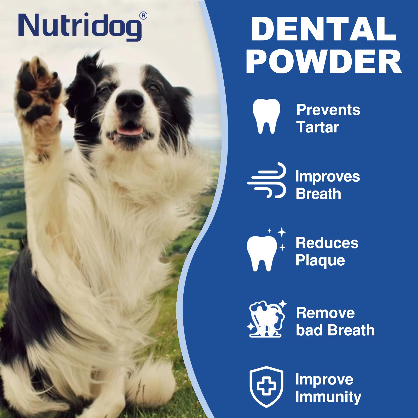 NUTRIDOG – poudre de soins dentaires avec dissolvant de Plaque de thé vert pour chiens et chats, prévient les maladies parodontales, mauvaise haleine