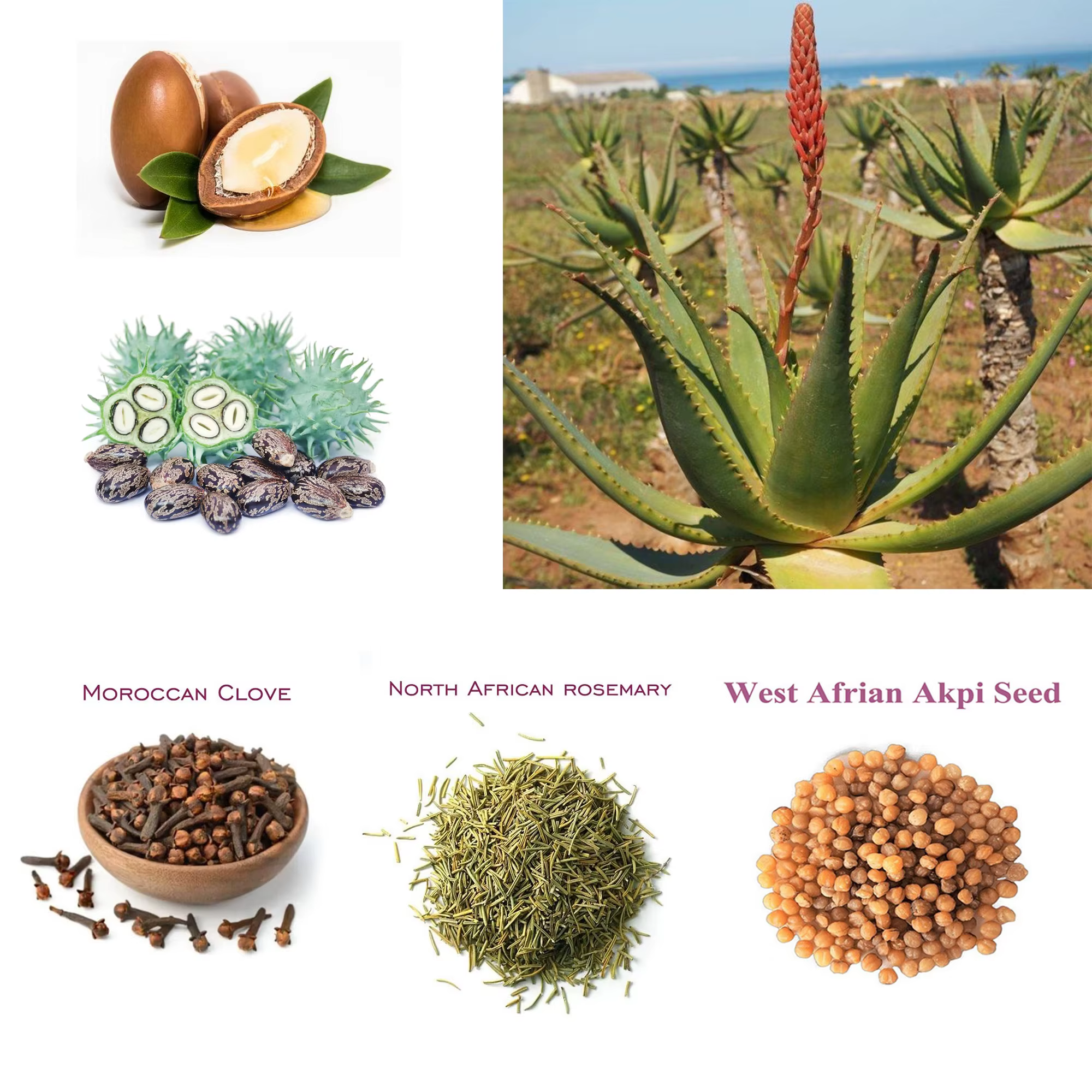 Une touche pour magnifique huile chaude de romarin et de trèfle africain de 110 ml accélère le cuir chevelu pour livrer plus de nutriments aux follicules pileux