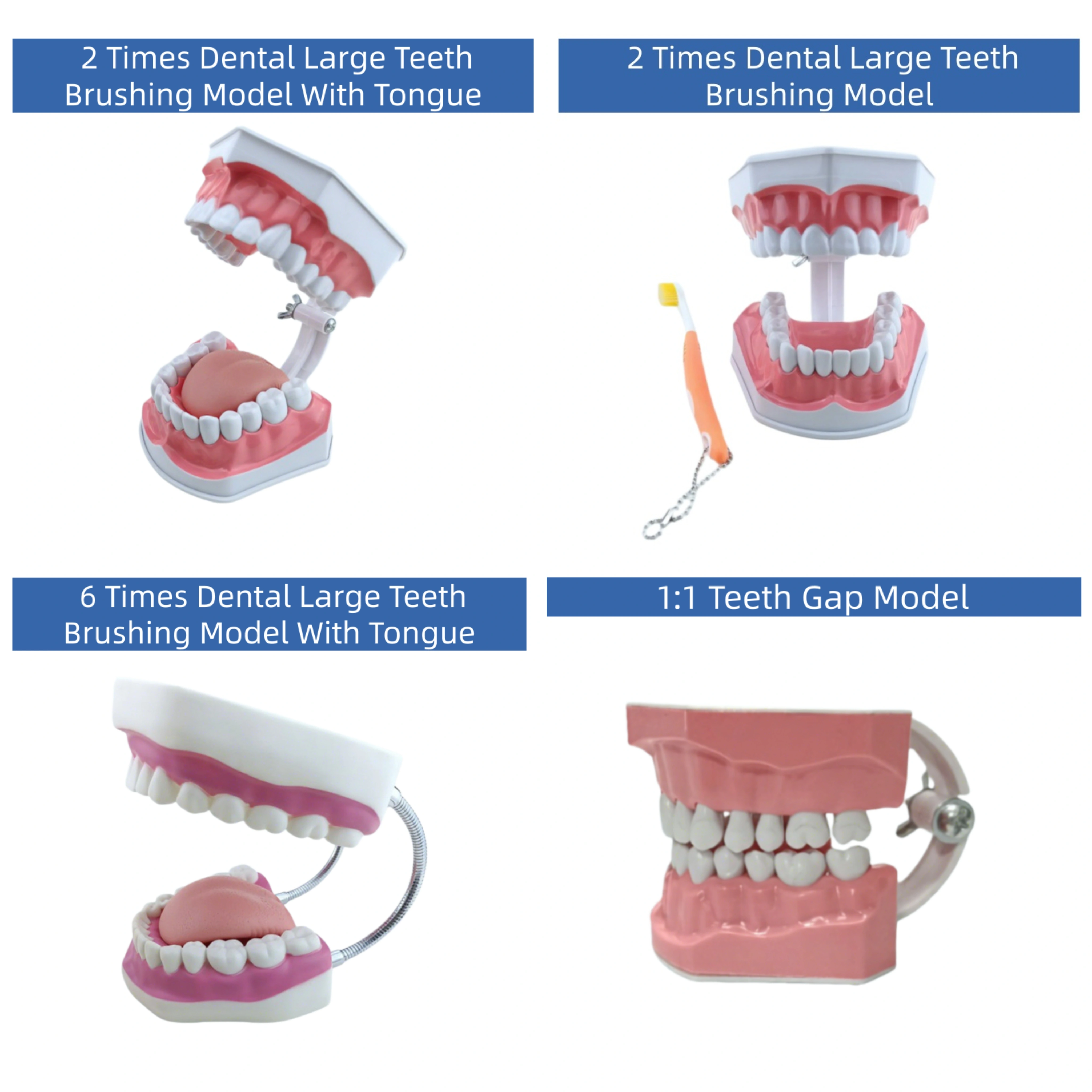 Modèle de démonstration pédagogique pour l'hygiène bucco-dentaire et l'étude des soins dentaires, destiné à l'éducation à la brossage des dents