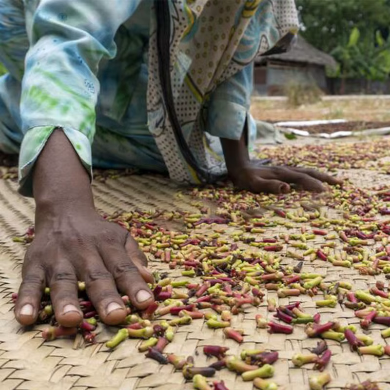 Je suis toujours choqué! Huile de croissance folle avec Chadian Croton Gratissimus lavande d'africaine du nord